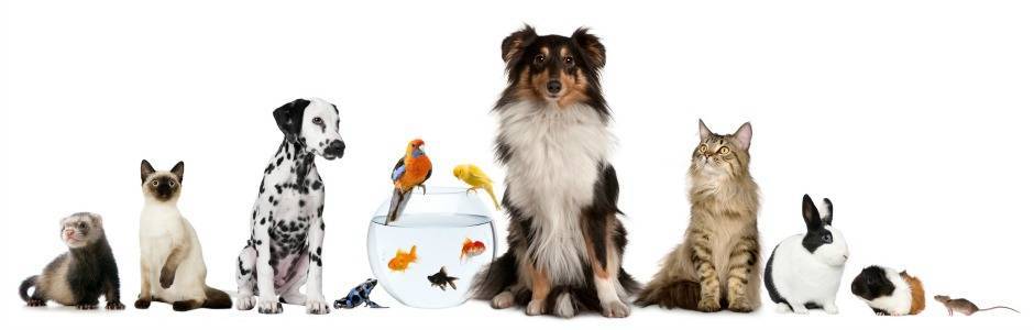 Test : quel animal de compagnie me correspond ?