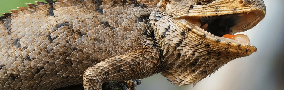 Les records les plus fous et insolites du monde