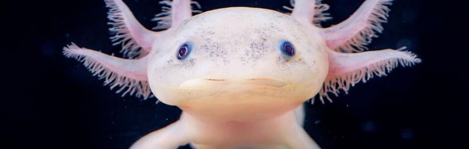 Les animaux les plus étranges du monde