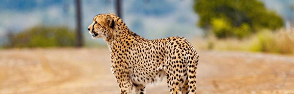 Les records les plus étranges du monde animal